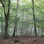 Heath Wood 150x150